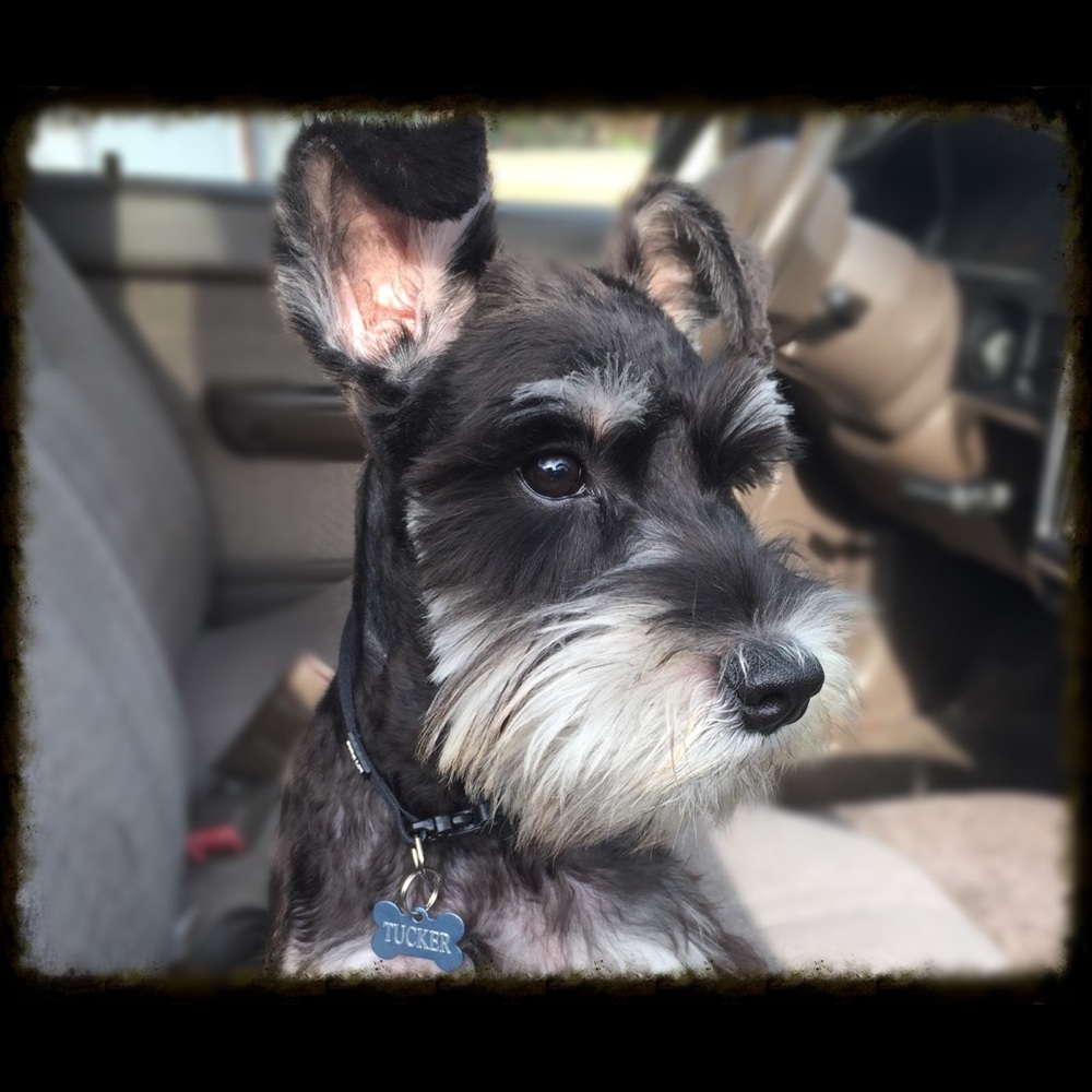 Meet your Posher, Alan